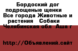 Бордоский дог подрощеные щенки.  - Все города Животные и растения » Собаки   . Челябинская обл.,Аша г.